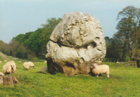 Big Rock Sheep